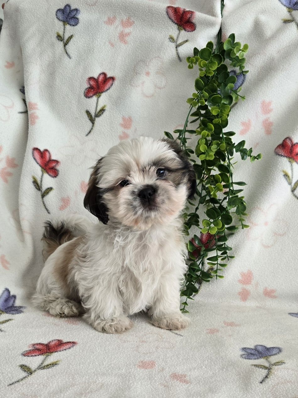 Estupendo Shih tzu/Shitzu, muita Qualidade