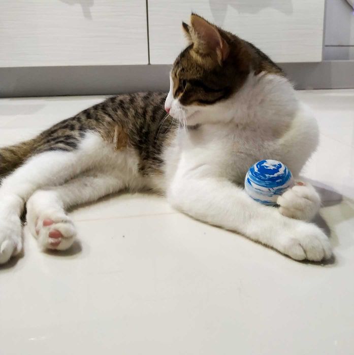 Котенок, мальчик в добрые заботливые руки. Бесплатно