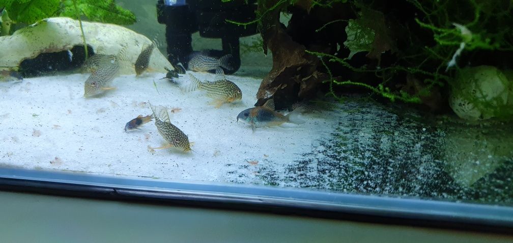 Corydoras orange venezuela e sterbais nacional