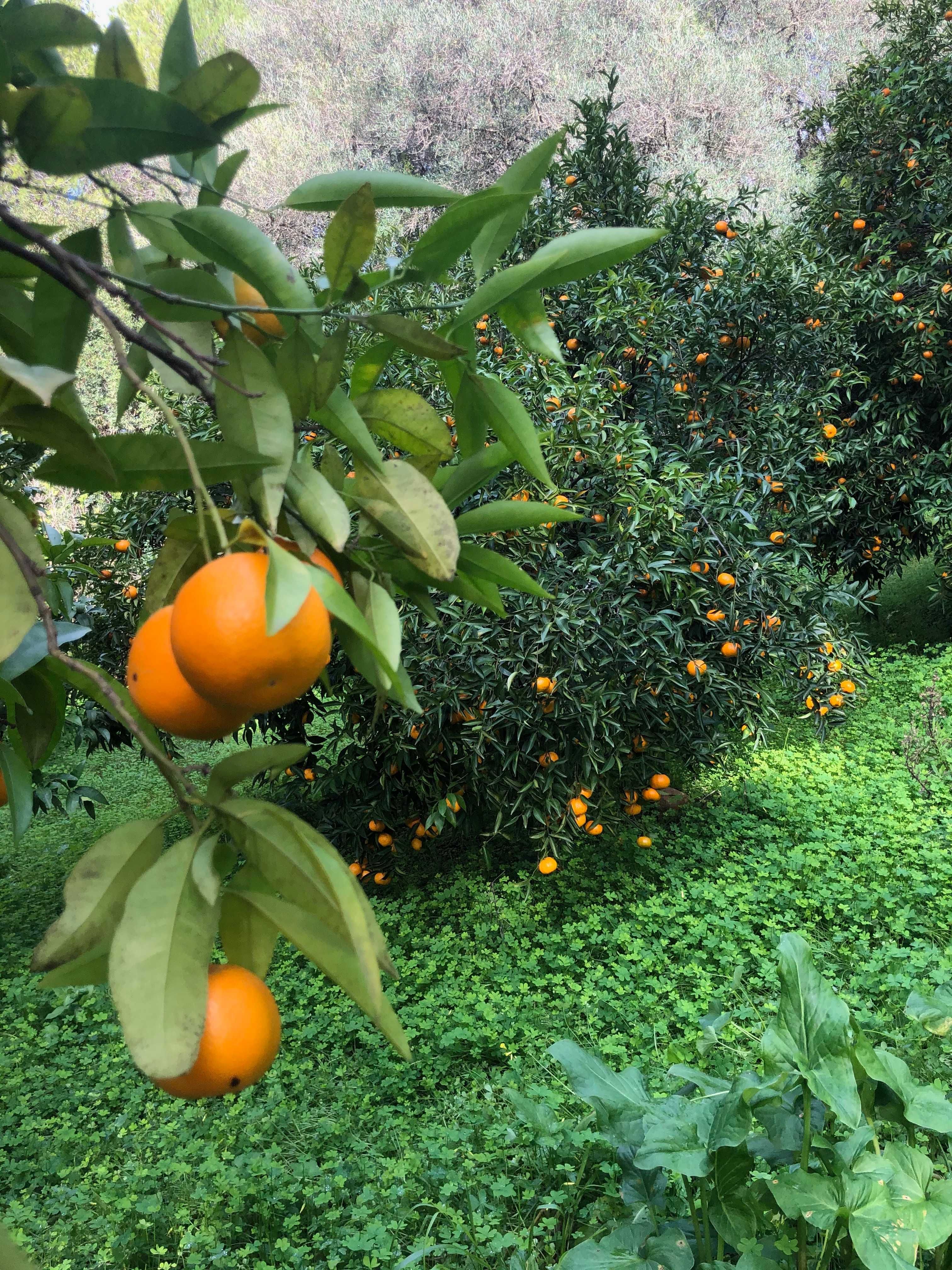 Cítricos Orgânicos: Tangerina, Laranja, Clementina