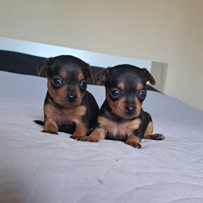 Pinczer miniaturowy mini xxs