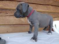 Amstaff SUCZKA American staffordshire terrier