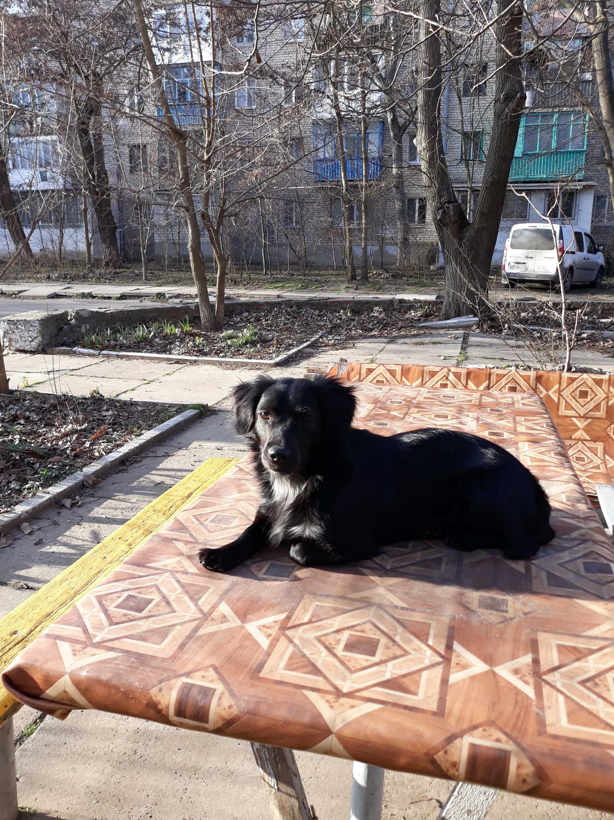 у кого то убежала эта собачка