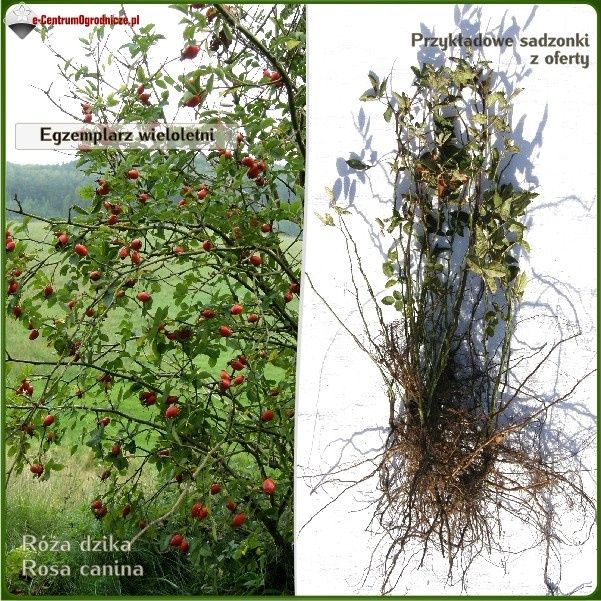 Róża dzika - sadzonki 50-80 cm - Wysyłamy kurierem
