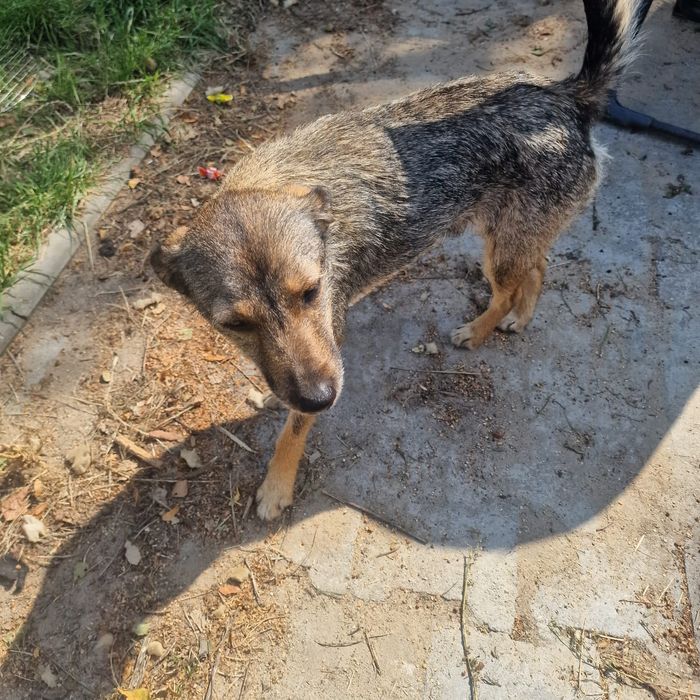 Zoja do adopcji.