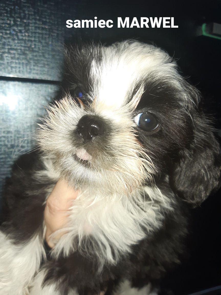 Shih-Tzu  maluszki