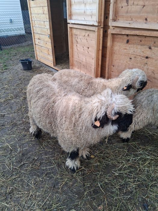 Sprzedam 2 barany walizerskie