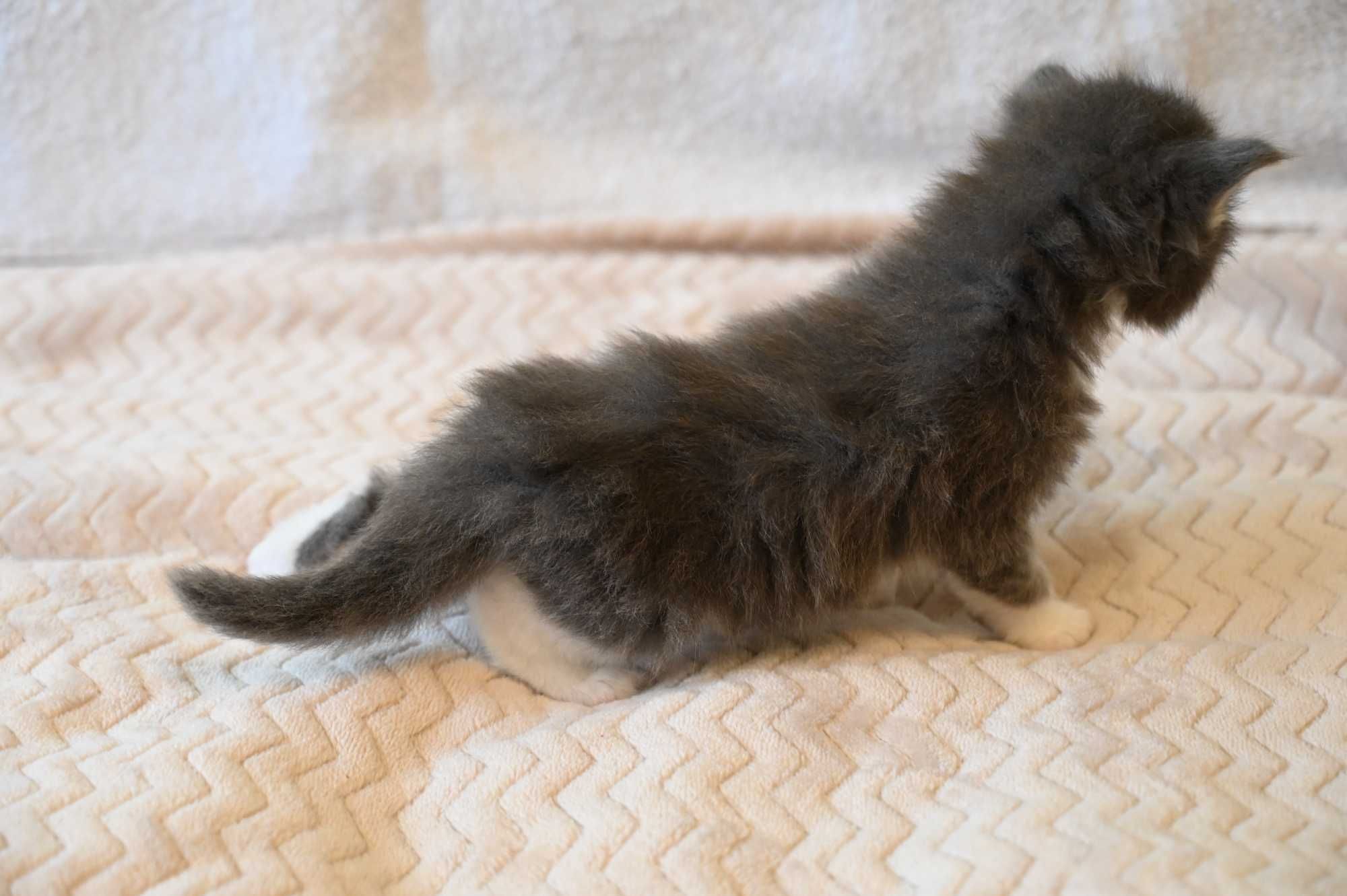 Maine Coon Kocur srebrny z białym klasycznie pręgowany