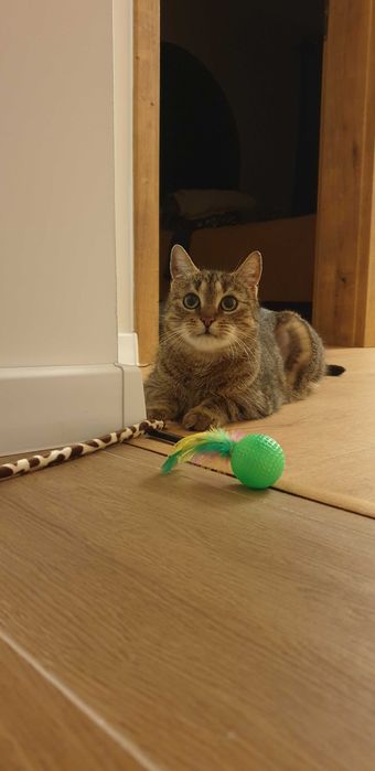 Koko szuka kochającego domku! Stowarzyszenie Częstochowa dla Zwierząt