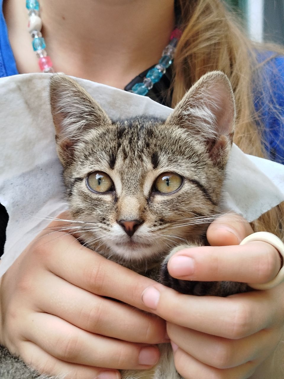 Кошеня хлопчик дворовий