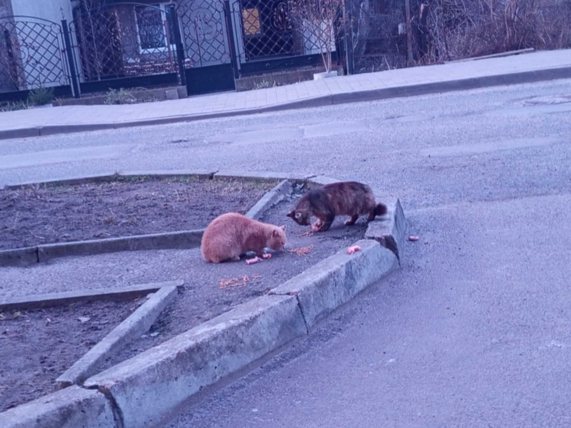 TIRANA drobna puchata kotka w typie rasy żyje na ulicy, pilnie dom