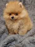 szpic miniaturowy pomeranian suczka miś