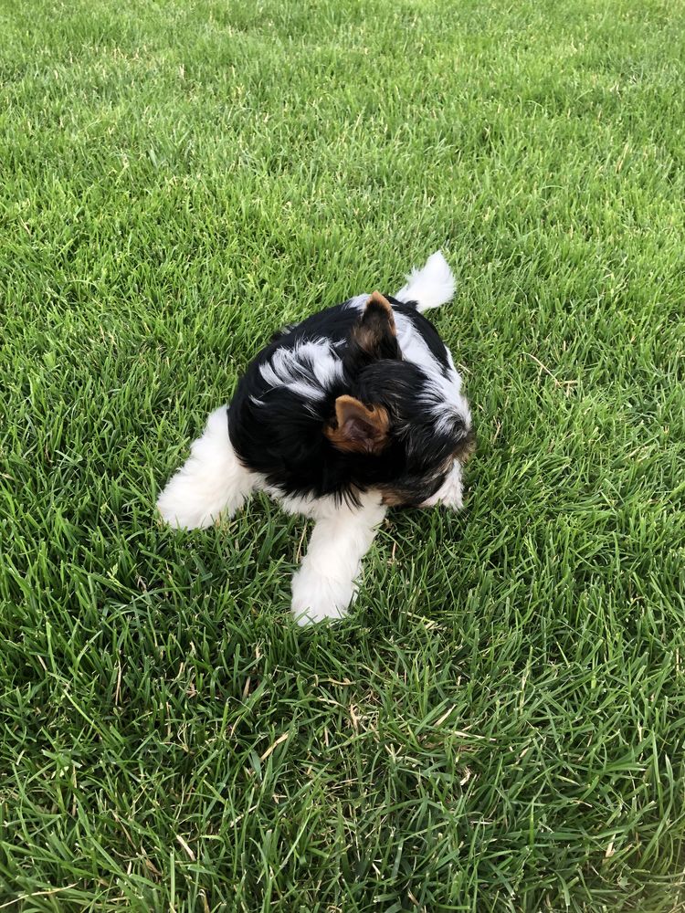 Yorkshre Terrier Biewer