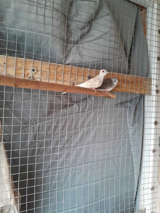 Gołąbki diamentowe i zeberki