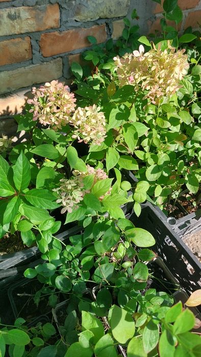 Гортензія волотиста (мітловидна)