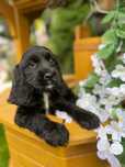 Piękna czarna sunia Cocker Spaniel Angielski z rodowodem