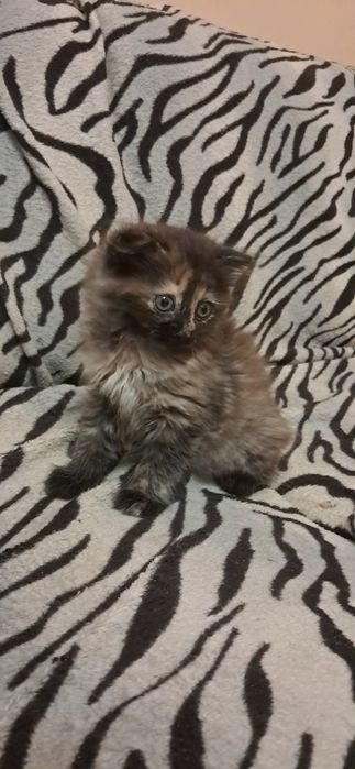 Кошенятко безкоштовно