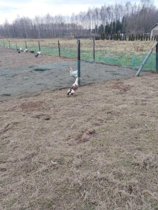 Kaczki biegus indyjski sprzedam.