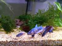 Peixes Betta várias cores