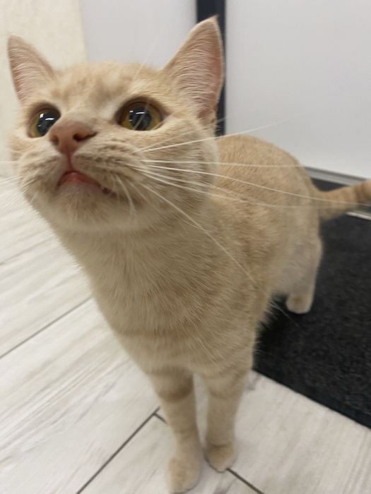 Віддам вдобрі куки