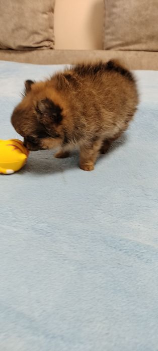 Дівчуля красотуля