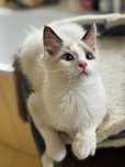 Ragdoll kocur / prawa hodowlane FIFe /FPL