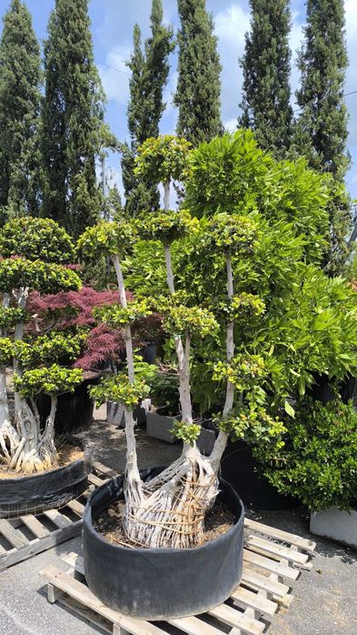 Ficus Microcarpa Bonsai