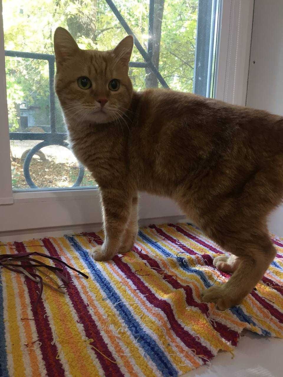 Леопольд очень красивый, молоденький ( 1-2 года) котик