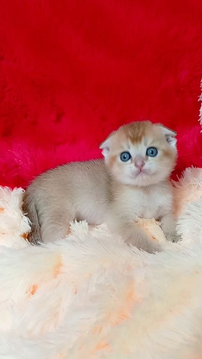 Невероятный малыш золотая шиншилла шотландский вислоухий