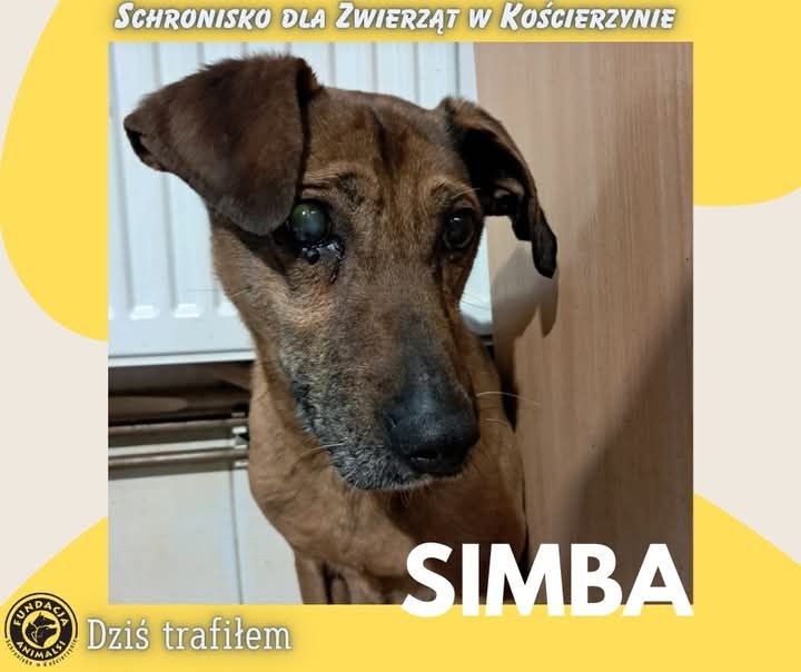 Znaleziono pieska Stara Kiszewa