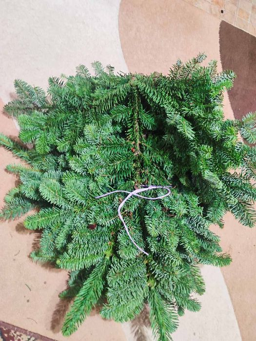 Продам гілки Нобіліс