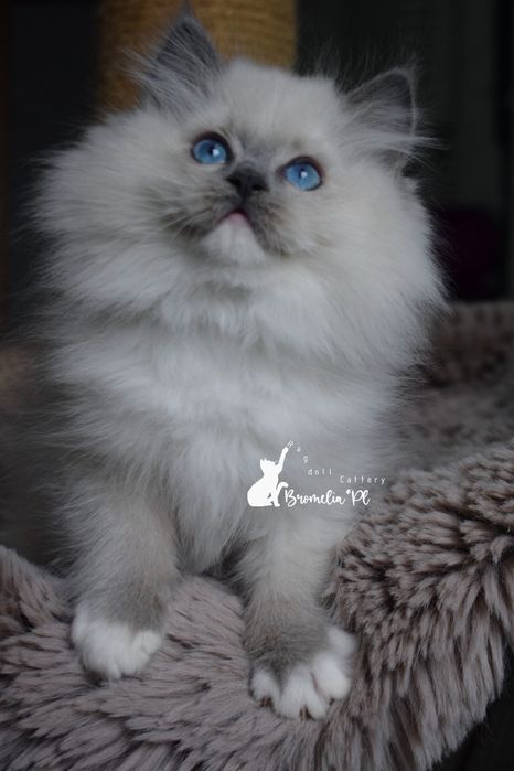Kotka Ragdoll blue mitted