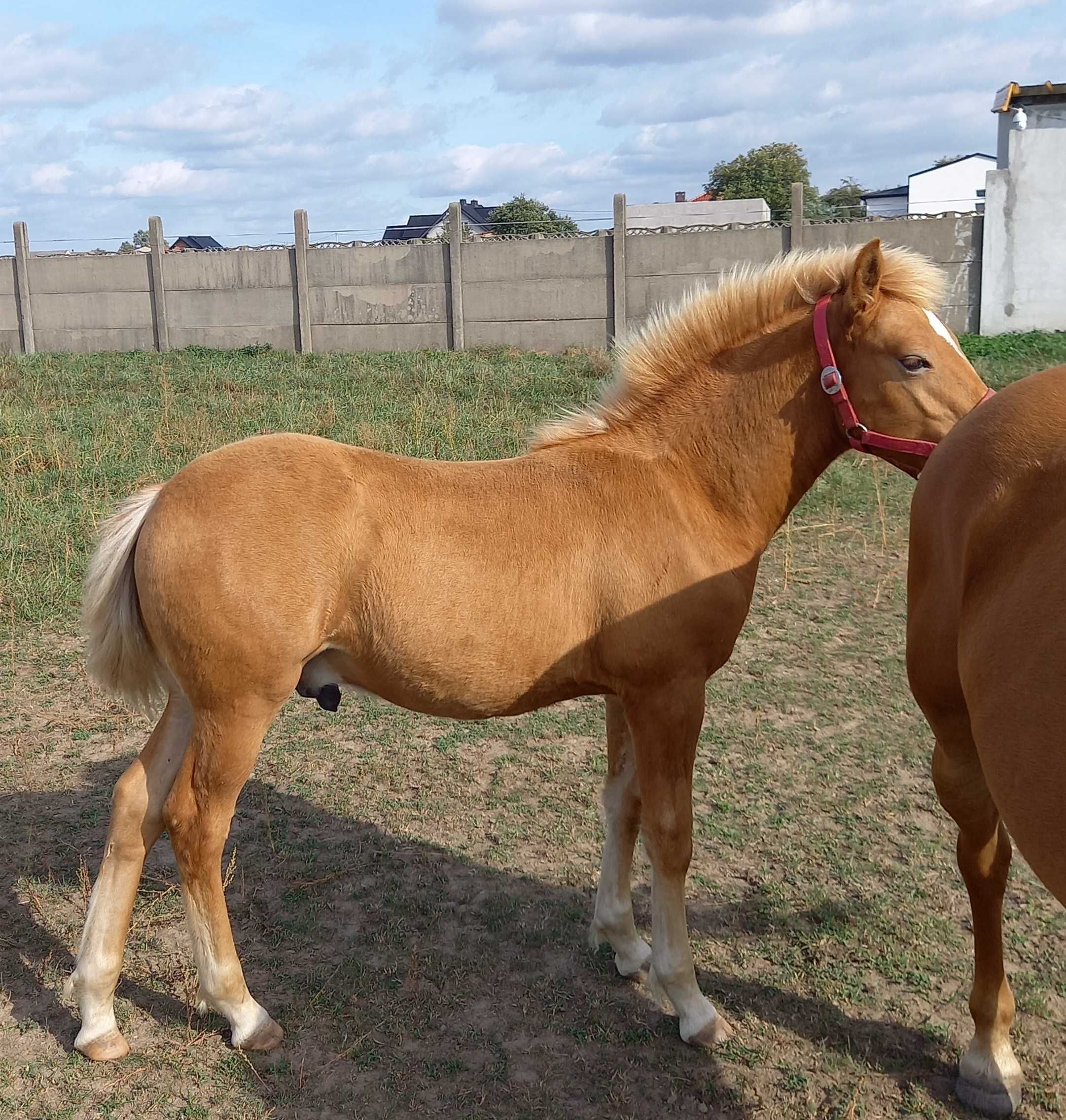 Ogier haflinger ogierek Bakster