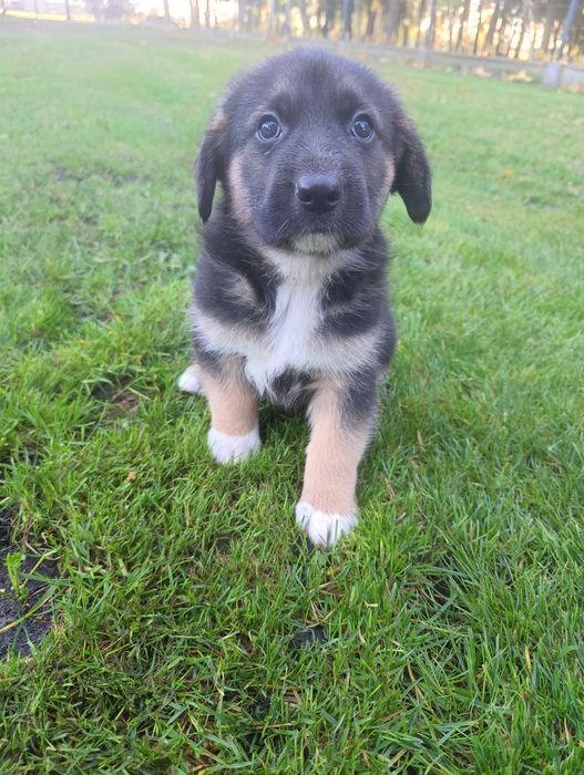 Oddam szczeniaki owczarka niemieckiego