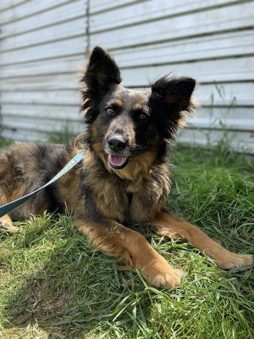 Tissaia - prześliczna owczarkowata suczka ADOPCJA