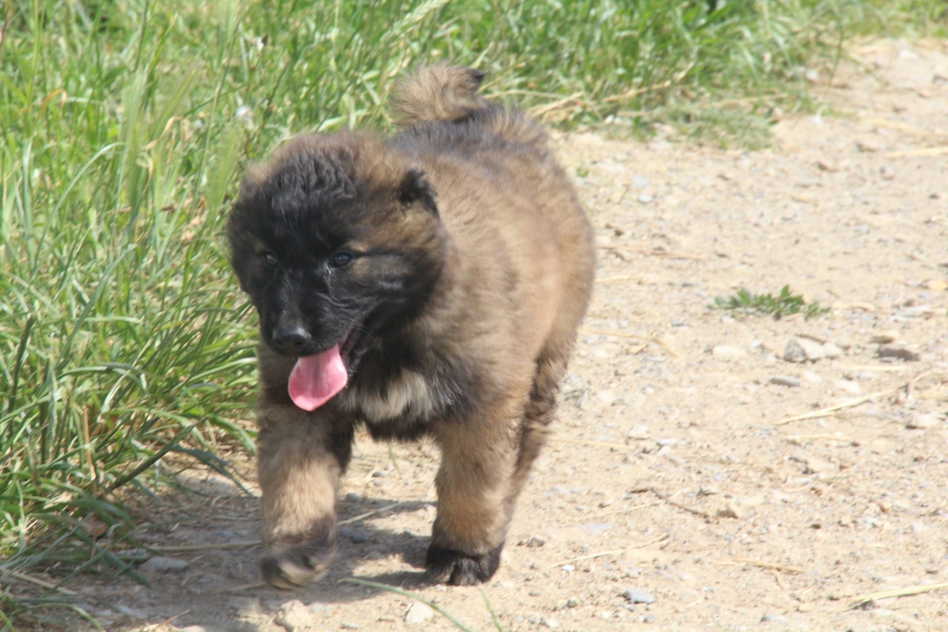 Cachorro Serra da Estrela