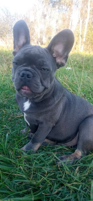 Французики ексклюзивне забарвлення