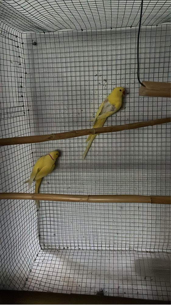 Casal de ring neck amarelos (adultos)