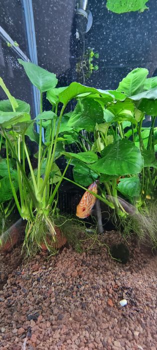 Sprzedam sadzonki Anubiasa