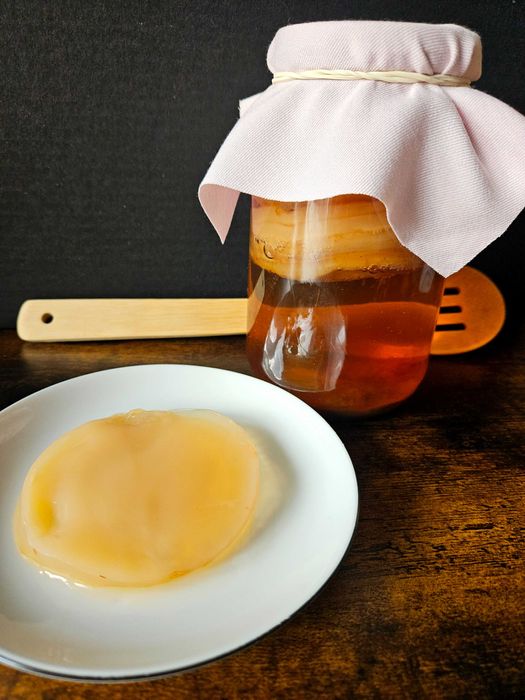 Grzybek herbaciany SCOBY – kombucha do domowej herbaty probiotycznej