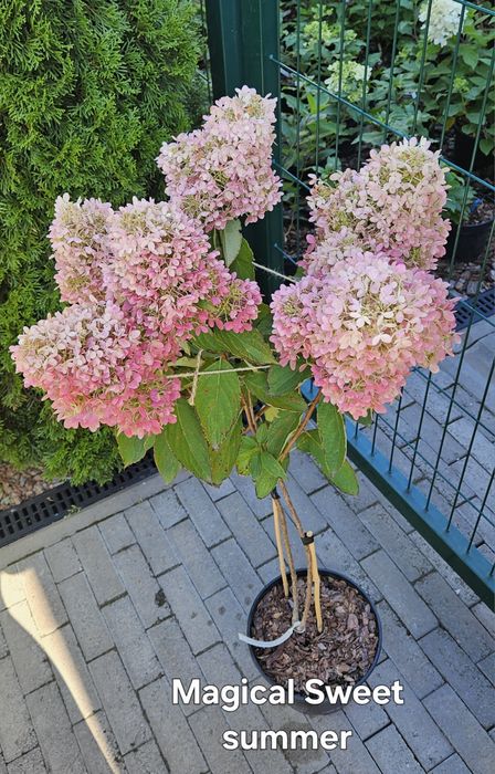 Гортензія на штамбі, штамбова гортензія волотиста,  штамб