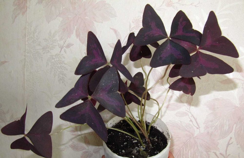 Кислица(оксалис) Атропурпурея фіолетова