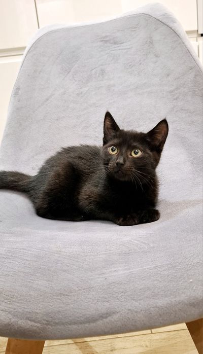 Arinka słodka czarnulka