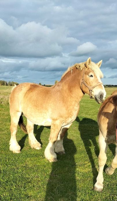 sprzedam klacz źrebną