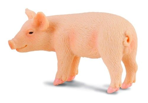 Świnia Prosię Stojące