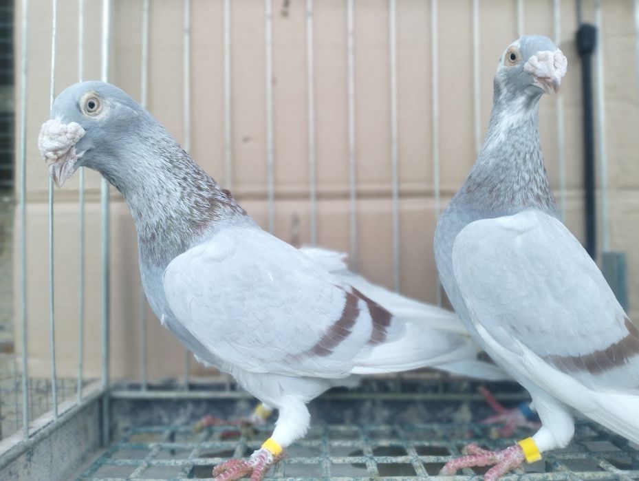 Gołębie Staropolskie