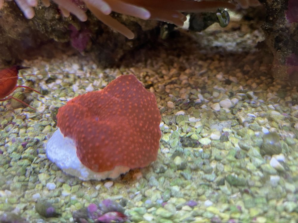 Ultra discosoma blood red koralowiec miękki akwarium morskie