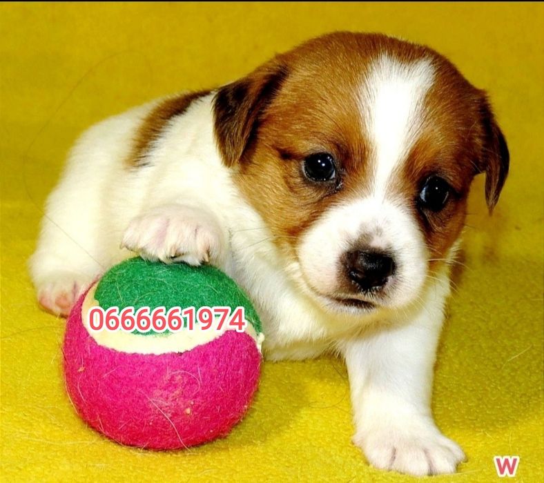 Джек Рассел терьер с документами клуба КСУ