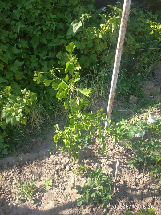 Саджанець Гінкго Білоба