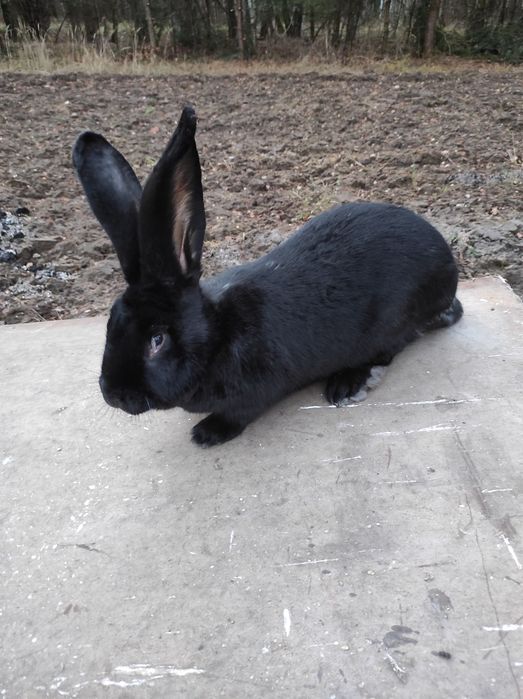 Sprzedam ładną czarna samiczkę